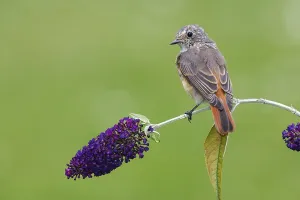 Common Redstart (Phoenicurus phoenicurus) juvenile