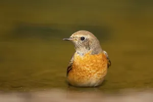 Common redstart (Phoenicurus phoenicurus) male bathing at a water pool