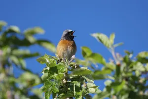 Common Redstart (Phoenicurus phoenicurus) male singing from a branch