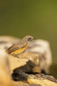 Common redstart (Phoenicurus phoenicurus) male sitting on a rock