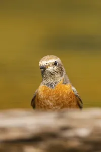 Common redstart (Phoenicurus phoenicurus) male at a water pool