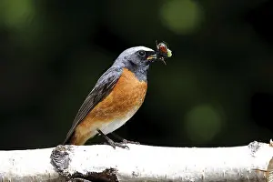 Common redtail, Phoenicurus phoenicurus