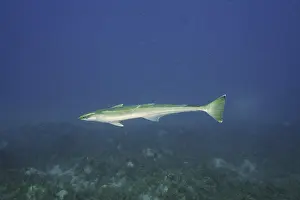 Common remora (Remora remora)