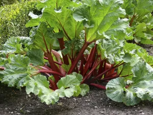 Common rhubarb (Rheum rhabarbarum), Rhubarb