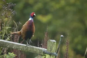 Common or Ringed-necked pheasant (Phasianus colchicus) adult male bird on a wooden gate