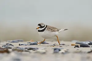 Common ringed plover (Charadrius hiaticula) on the beach