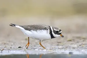 Common Ringed Plover (Charadrius hiaticula) foraging