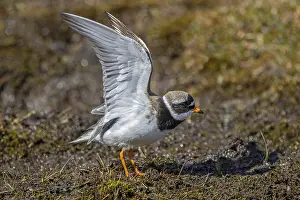 Common ringed plover (Charadrius hiaticula psammodromus) adult in breeding plumage stretching wings in spring