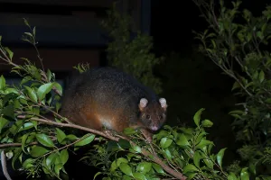 Common ringtail possum (Pseudocheirus peregrinus)