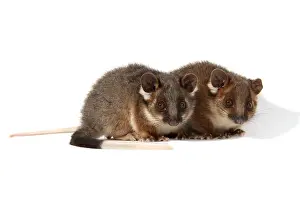 Common Ringtail Possums (Pseudocheirus peregrinus)