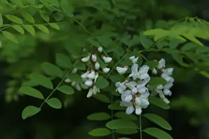 Common robinia (Robinia pseudoacacia)