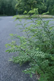 Common robinia (Robinia pseudoacacia)
