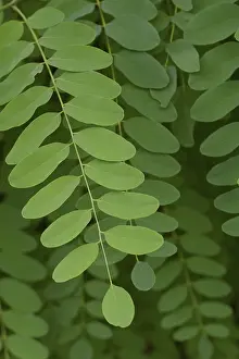 Common robinia (Robinia pseudoacacia)