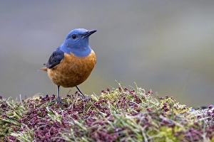 Common rock thrush (Monticola saxatilis)