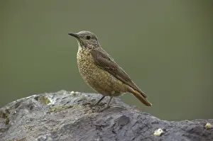 Common rock thrush (Monticola saxatilis)