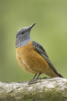 Common Rock Thrush (Monticola saxatilis) male