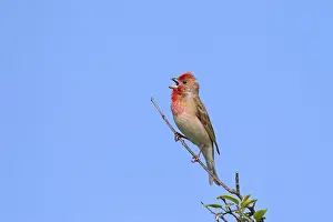 Common rosefinch (Carpodacus erythrinus)