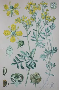 Common rue (Ruta graveolens), historical illustration from 1885