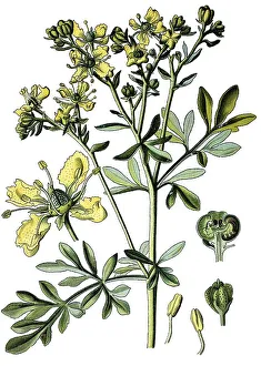 Common rue (Ruta graveolens), medicinal plant