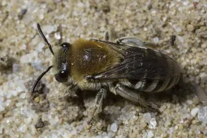 Common sand bee sitting on sand seen from top left
