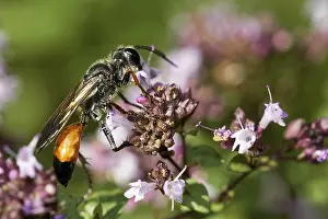 Common sand wasp