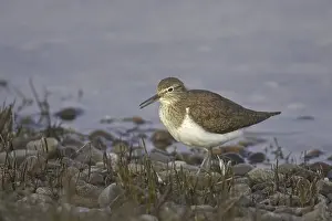 Common Sandpiper (Actitis hypoleucos)