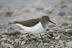 Common Sandpiper (Actitis hypoleucos)