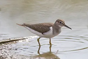 Common Sandpiper, Actitis hypoleucos