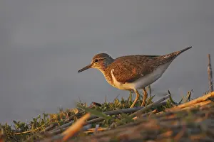 Common Sandpiper, Actitis hypoleucos