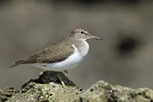 Common sandpiper, Actitis hypoleucos