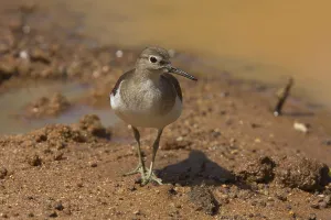 Common sandpiper (Actitis hypoleucos)