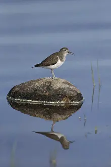 Common Sandpiper (Actitis hypoleucos) adult