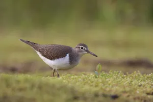 Common Sandpiper (Actitis hypoleucos) foraging