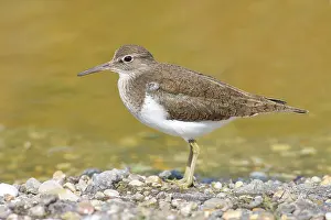 Common sandpiper (Actitis hypoleucos) looking for food at the edge of a body of water