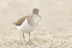 Common sandpiper (Actitis hypoleucos) looking for food at the edge of a body of water