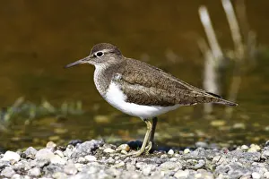 Common Sandpiper (Actitis hypoleucos) standing on pebbles on the shore of a body of water
