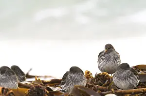 Common sandpiper (Calidris maritima)