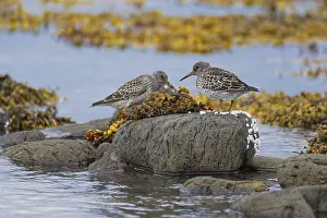 Common sandpiper (Calidris maritima) foraging on the coast