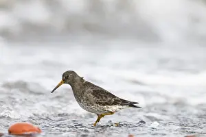 A common sandpiper (Calidris maritima) stands in shallow water surrounded by hectic wave foam