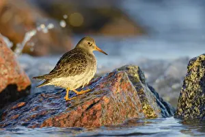 Common sandpiper foraging on the beach (calidris maritima)