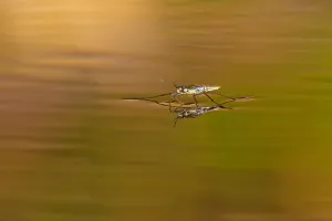 Common sandpiper (Gerris lacustris)