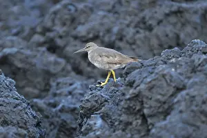 Common Sandpiper (Tringa incana)