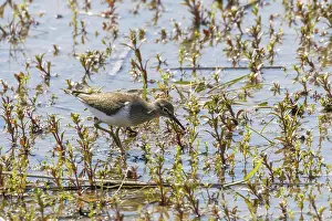 Common Sandpiper Water Bird (Actitis hypoleucos)