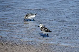 Common sandpipers Actitis hypoleucos on sand beach water line in sunny summer day