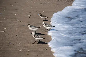 Common sandpipers Actitis hypoleucos on sand beach water line in sunny summer day