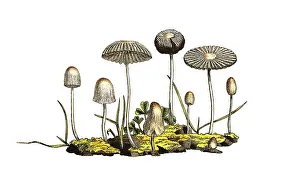 Common Scheibchentintling, Glimmeriger Scheibchentintling