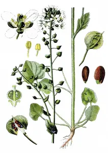 Common Scurvygrass (Cochlearia officinalis)