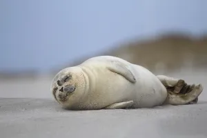 Common seal