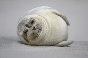 Common seal