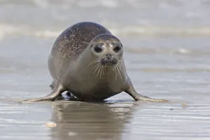Common seal approaching the beach